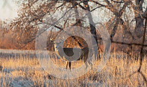 Rutting Whitetail Deer Buck in Fall