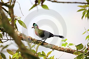 Ruwenzori turaco