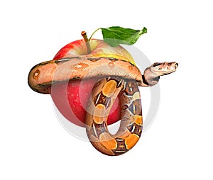 RW Snake entwined apple on a white background