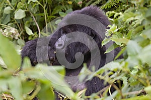 Rwanda Gorilla eating photo