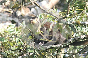 Rwanda Monkey photo
