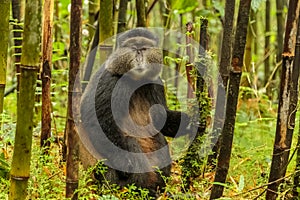 Rwandan golden monkey sitting in the middle of bamboo forest, Rwanda photo