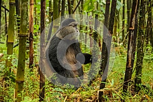 Rwandan golden monkey sitting in the middle of bamboo forest, Rwanda