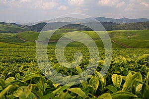 Rwandan Hills: A Popular Location for Tea Growing and Tea Leaf Collection in Africa