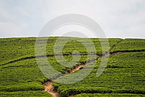 Rwandan Tea Plantations