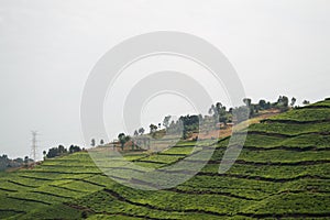 Rwandan Tea Plantations with Village