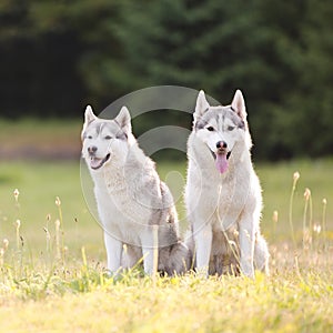 Rwo beautiful siberian husky dogs