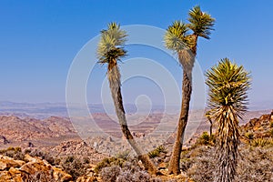 Ryan Mountain Vista Joshua Tree NP CA US