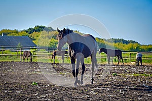 Herd of horses at the Starozhilovo stud farm