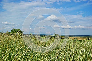 Rye against the background of the blue sky