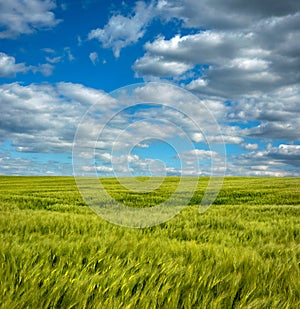 Rye on agriculture field with blue cloudly sky