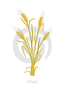 Rye, barley or wheat plant ripe. Vector illustration. Secale cereale. Agriculture cultivated plant. Green leaves. Flat color