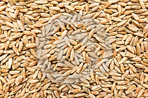 Rye cereal grain. Closeup of grains, background use.