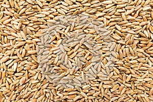 Rye cereal grain. Closeup of grains, background use.