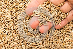 Rye cereal grain. Person with grains in hand. Macro. Whole food.