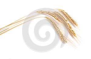 Rye cereals isolated on the white background