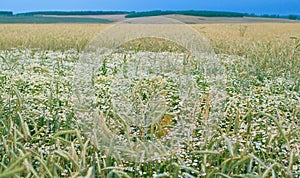 Rye and chamomiles field