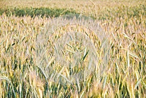 The rye crop
