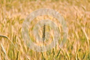 The rye crop