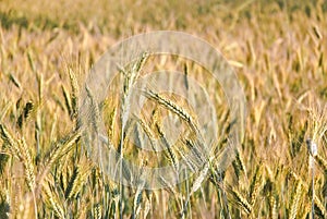 The rye crop