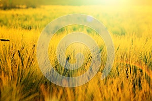 Rye crop field in sunset. Barley field in sunset. A summer sunset over grass field