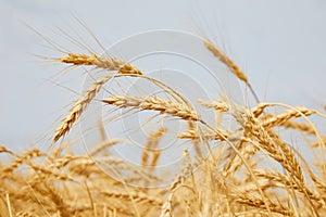 The rye crop Secale cereale close-up. Secale cereale field close up