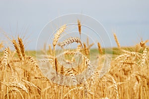 The rye crop Secale cereale close-up. Secale cereale field close up