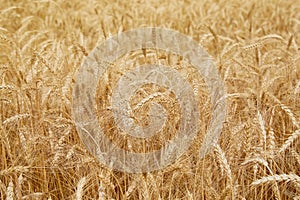 The rye crop Secale cereale close-up. Secale cereale field close up