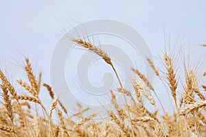 The rye crop Secale cereale close-up. Secale cereale field close up