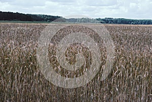 The rye crop, Secale cereale, on the field