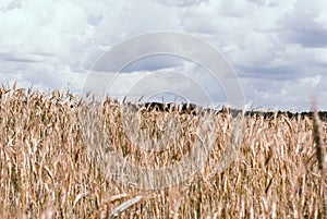 The rye crop, Secale cereale, on the field