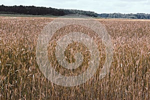 The rye crop, Secale cereale, on the field