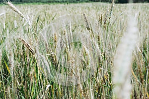 The rye crop, Secale cereale, on the field.