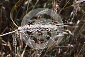 The rye crop, Secale cereale, on the field