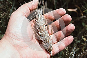 The rye crop Secale cereale on the hand