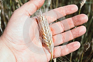 The rye crop Secale cereale on the hand