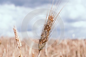 The rye crop, Secale cereale, on the hand