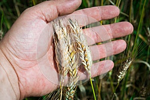The rye crop, Secale cereale, on the hand