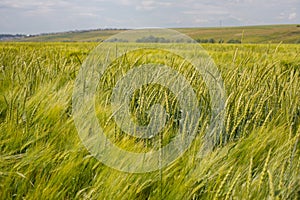 Rye ear against the background of a green yellow field of rye, horizontal photography