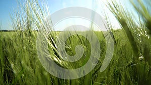 Rye ear close up swaying in the wind. Growing rye. Grain for rye flour. Agrarian business. Agricultural scene. Soft focus