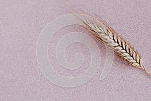 Rye ear on color glitter background. Agriculture concept in minimalism style.