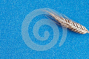 Rye ear on color glitter background. Agriculture concept in minimalism style.