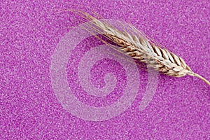 Rye ear on color glitter background. Agriculture concept in minimalism style.