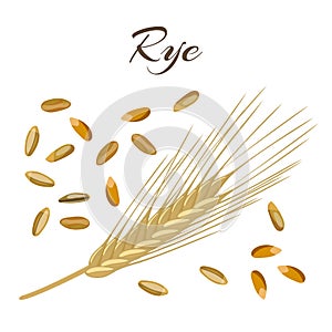 Rye ear and grains