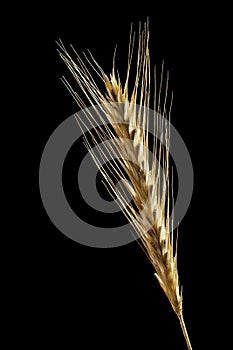 Rye ear isolated on black