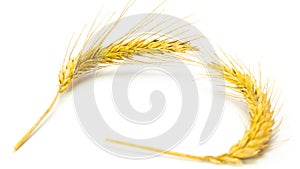 Rye ear. Whole, barley, harvest wheat sprouts. Wheat grain ear or rye spike plant isolated on white background, for cereal bread