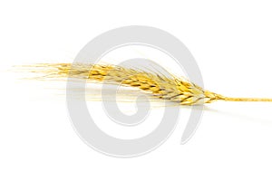 Rye ear. Whole, barley, harvest wheat sprouts. Wheat grain ear or rye spike plant isolated on white background, for cereal bread