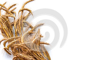 Rye ear. Whole, barley, harvest wheat sprouts. Wheat grain ear or rye spike plant isolated on white background, for cereal bread