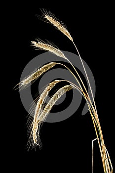 Rye ears