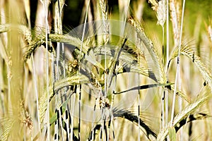 Rye ears are a cultivated herbaceous cereal plant. It is used for the production of flour, starch, kvass, alcohols and in folk